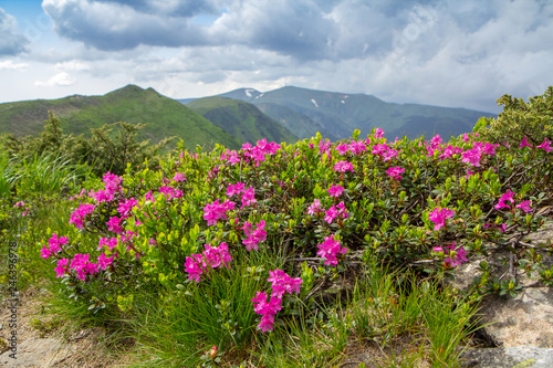Blossoming pink rhododendron in the mountains, flowering valley on top of the ridge in Carpathian
