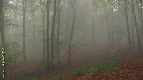 Fog in the autumn beech forest, Freudenburg, Rhineland-Palatinate, Germany, Europe photo