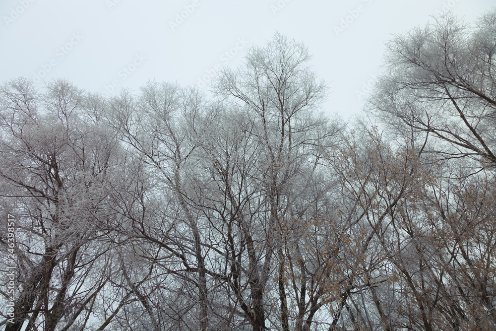 Black crones of trees on a sky background. Russian provincial natural landscape in gloomy weather. Toned