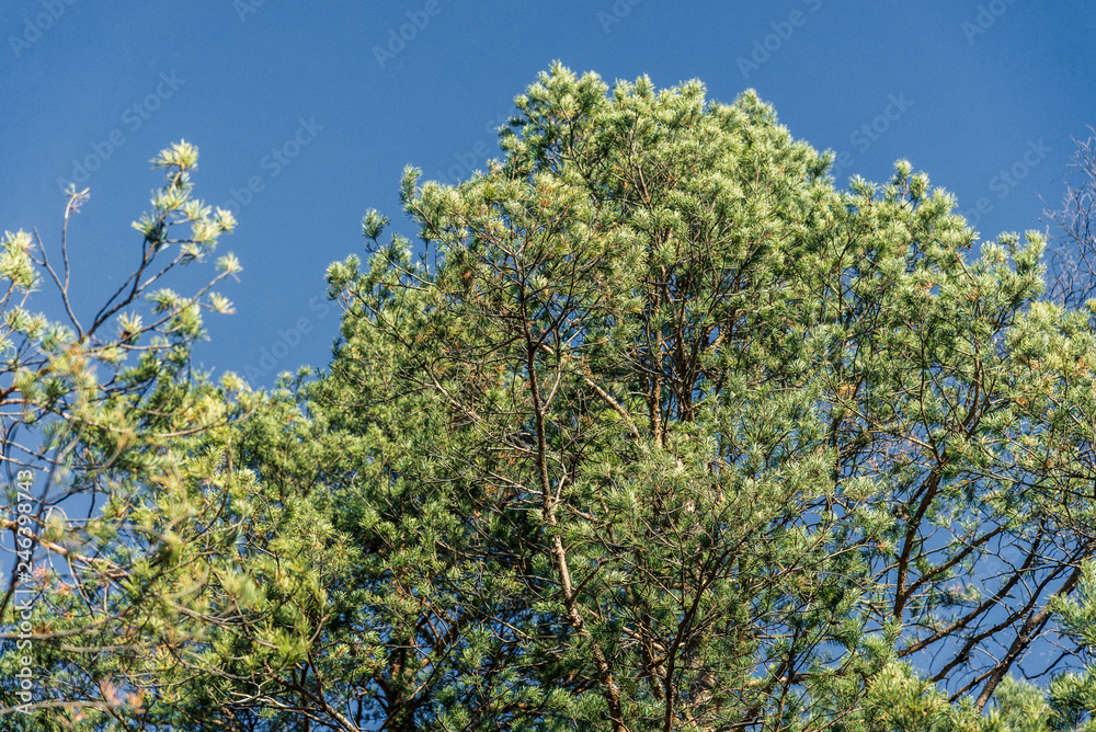 Green big tree on blue sky background Green big tree on blue sky background