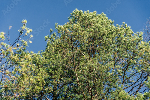 Green big tree on blue sky background