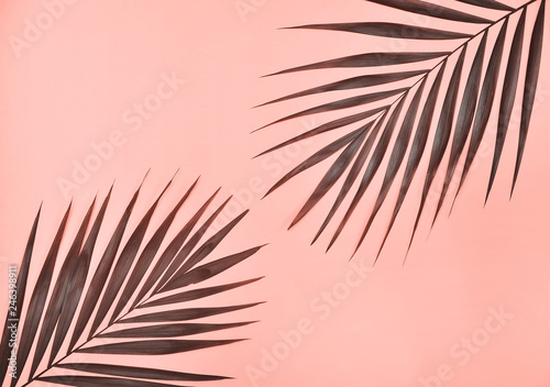 Palm on pink background.  