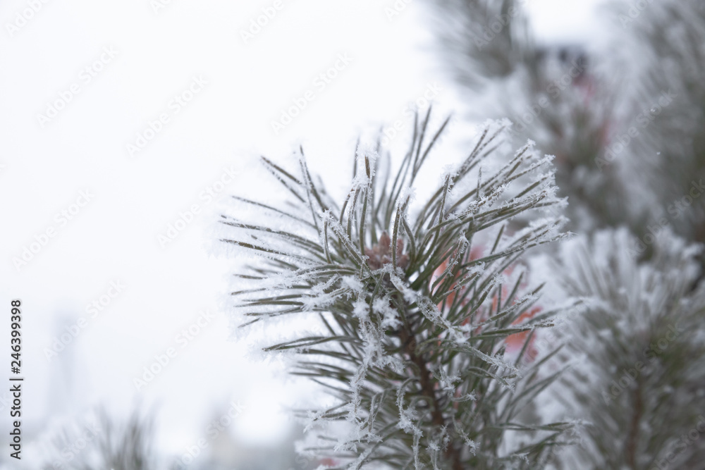 Frost on a branches of fir. Selective focus. Shallow depth of field. New year and christmas theme Frost on a branches of fir. Selective focus. Shallow depth of field. New year and christmas theme