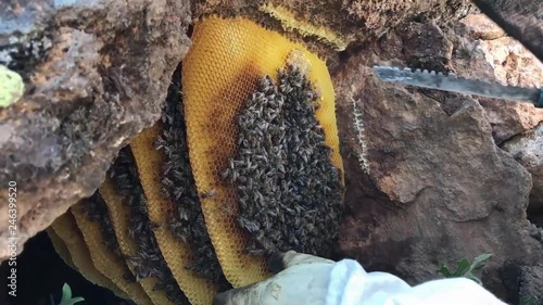 natural, pure and unadulterated wild honey