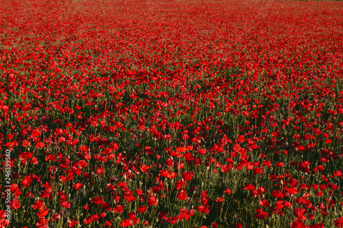 Fototapeta Naklejka Na Ścianę i Meble -  A carpet of red poppies growing wild in the countryside at springtime