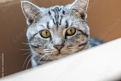 Fototapeta Naklejka Na Ścianę i Meble -  Beautiful grey cat