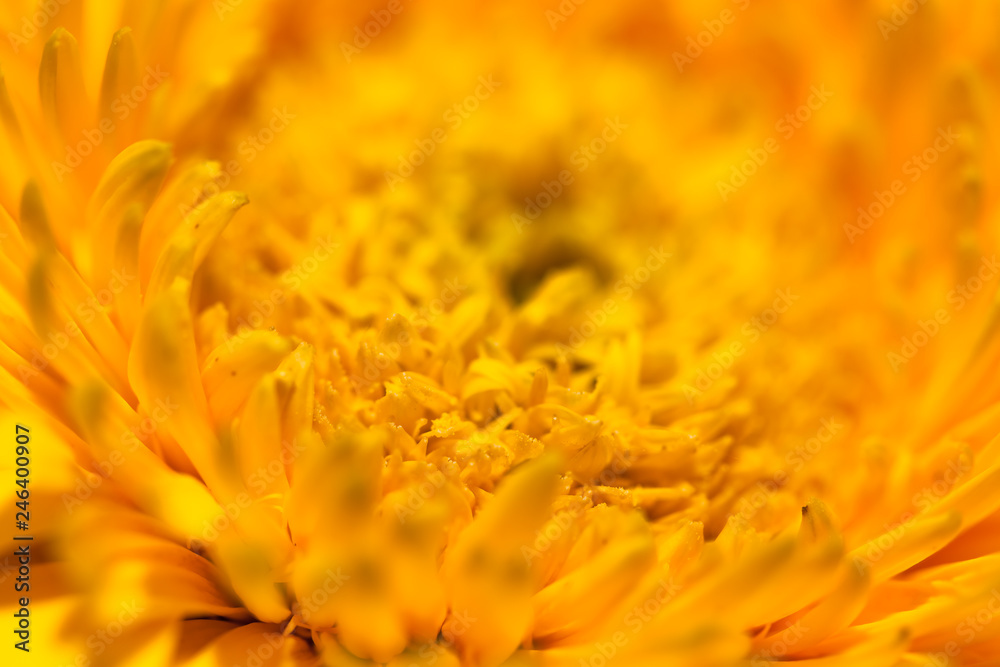 Flower closeup for natural background. Selective focus Flower closeup for natural background. Selective focus