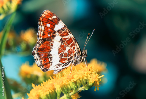 bright beautiful butterfly mother-of-pearl close-up on yellow fragrant flowers collects nectar in the summer Sunny garden