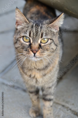 Fototapeta Naklejka Na Ścianę i Meble -  Cat look portrait