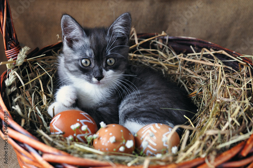 Cute grey little kitten in a wicker basket and Easter eggs of natural red color with graphic pattern of white paint on retro burlap background. copyspace. Spring floral Easter card