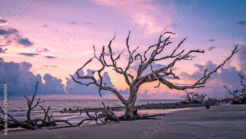 Jekyll Island - Driftwood Beach