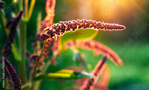Indian red and green amaranth plant lit by sun on blurred garden field and bright green bokeh background. Leaf vegetable, cereal and ornamental plant, source of proteins and amino acids copy space