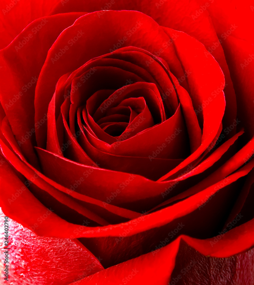 Macro red rose backgrounds Macro red rose backgrounds