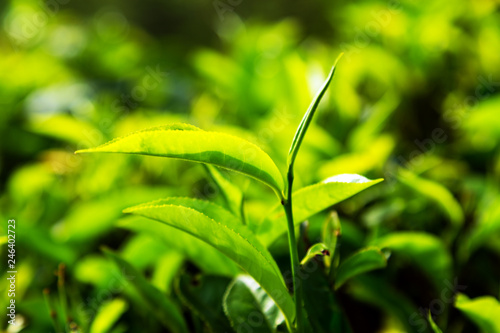 Green tea leaves background bushes