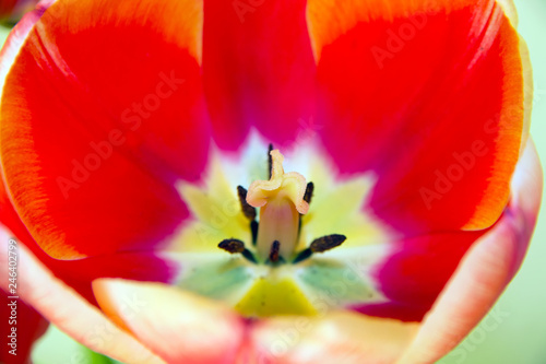 red tulips backgrounds