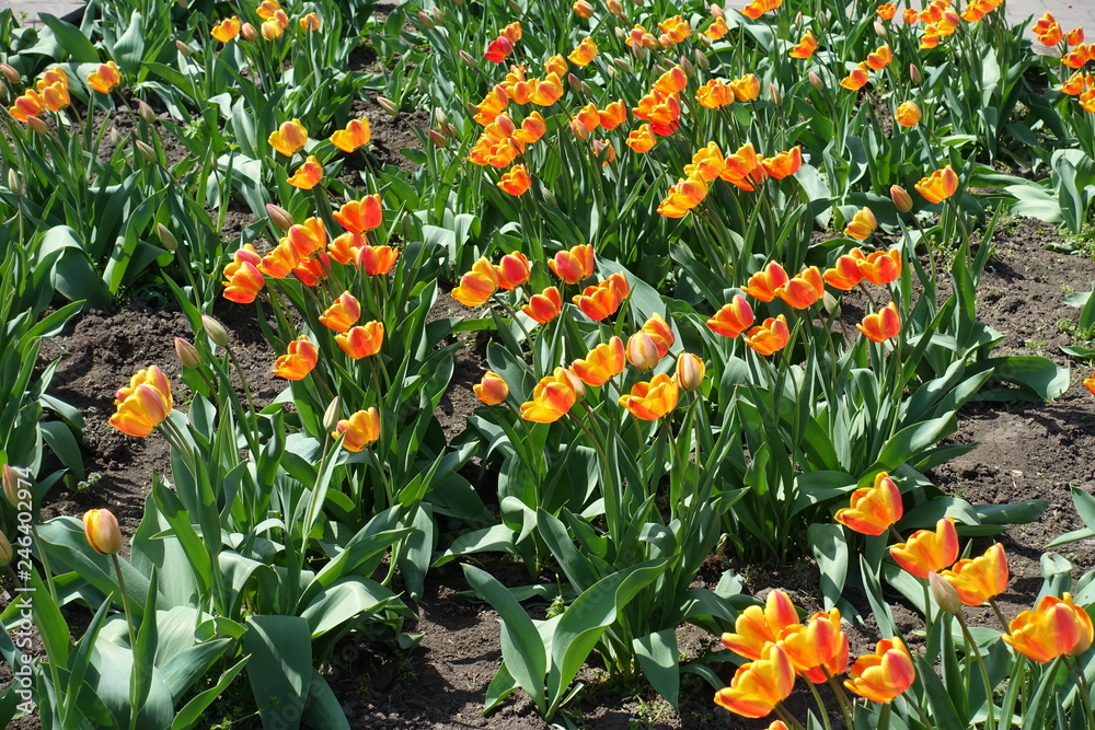 Vibrant bicolor tulips with red and yellow petals