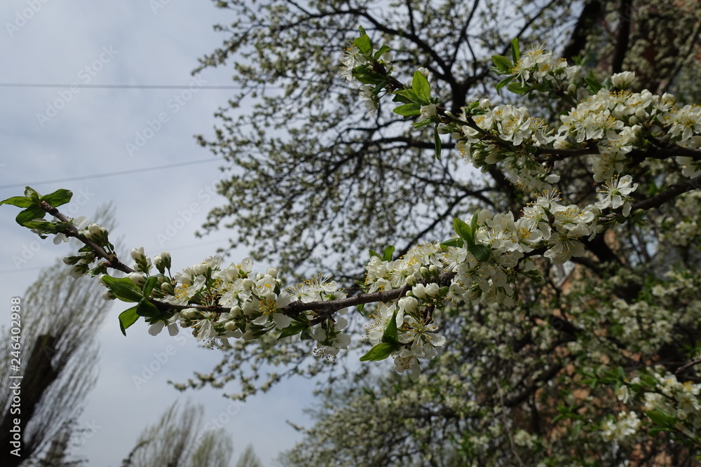 Blossoming branch of cherry tree against cloudy sky Blossoming branch of cherry tree against cloudy sky