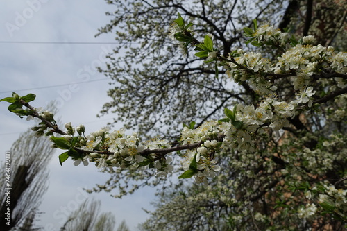 Blossoming branch of cherry tree against cloudy sky