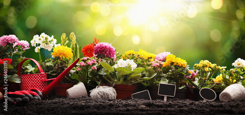 Garden Flowers, Plants and Tools on a Sunny Background. Spring Gardening Works Concept