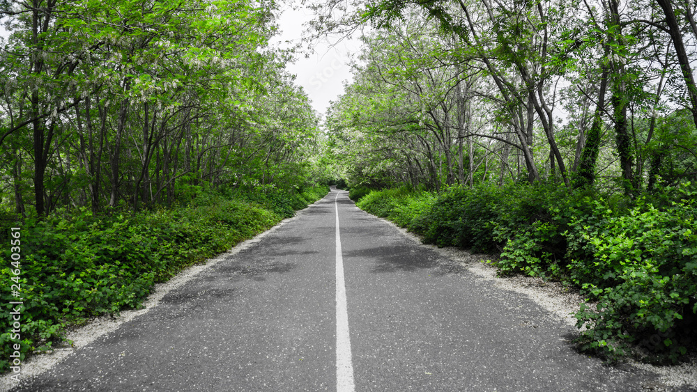 Obraz premium Road walkway in forest. Empty road in the countryside leading to the distant through the trees. Asphalt road to freedom and endless in spring or autumn / fall. Way to heaven. Copy space. Wallpaper.