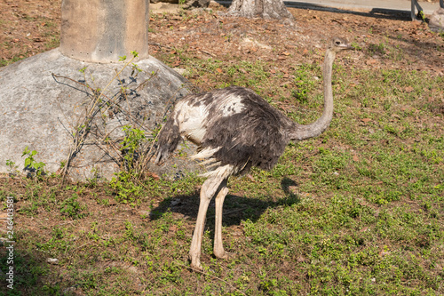big ostrich Bird 
