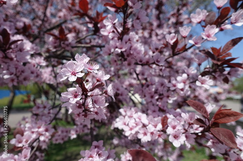 Lush foliage and pink flowers of Prunus pissardii in spring