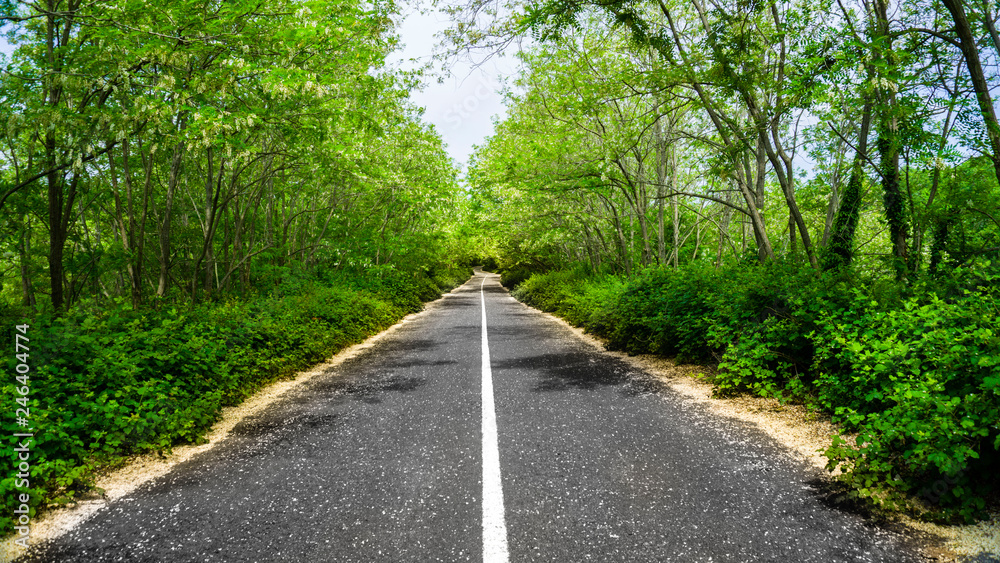 Road walkway in forest. Empty road in the countryside leading to the distant through the trees. Asphalt road to freedom and endless in spring or autumn / fall. Way to heaven. Copy space. Wallpaper. Road walkway in forest. Empty road in the countryside leading to the distant through the trees. Asphalt road to freedom and endless in spring or autumn / fall. Way to heaven. Copy space. Wallpaper.