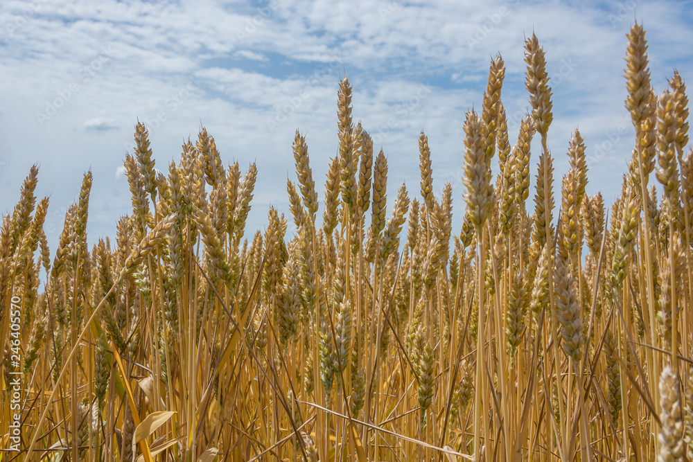 Ears of wheat against the blue sky. Bottom view, close-up, space for text Ears of wheat against the blue sky. Bottom view, close-up, space for text