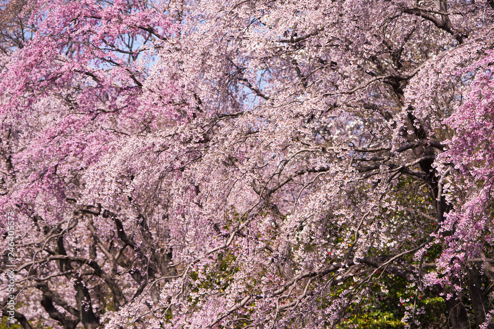 Cherry blossom in full bloom. Focus is on the center flowers. Cherry blossom in full bloom. Focus is on the center flowers.