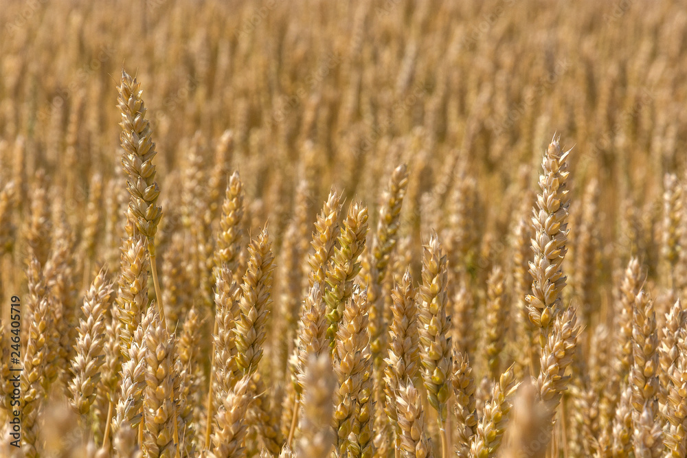Fototapeta premium Background of wheat that grows. A field of growing wheat in summer. Space for text.