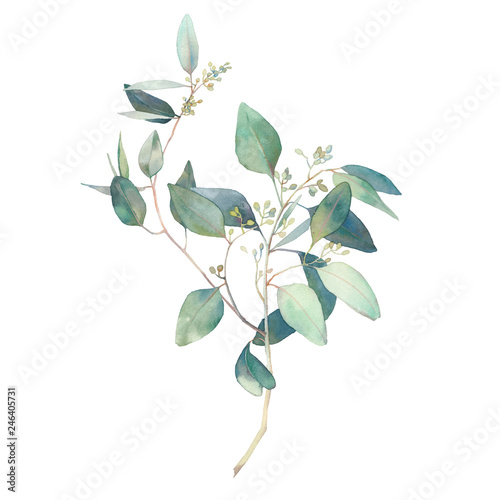 Canvastavla Watercolor eucalyptus branches with round leaves