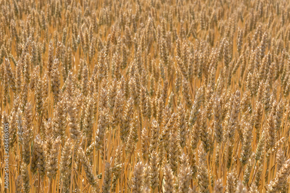 Fototapeta premium Background of wheat that grows. A field of growing wheat in summer. Space for text.