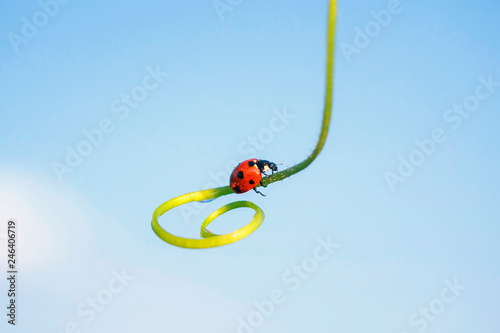 little red ladybug crawling on the spiral blade of grass on the background of blue sky