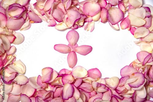 rose petals on a white background1