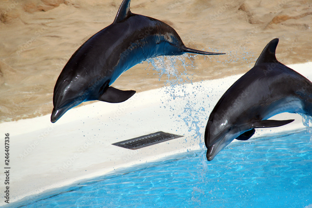 Fototapeta premium two dolphins jumping out of water