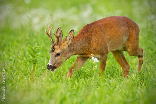 Young roe deer, capreolus capreolus, buck on hay field chewing peacefully in summer surrounded by white flowers in summer. Wildlife scenery with relaxed wild animal approaching cautiously.