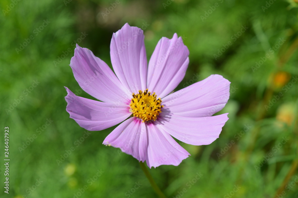 One beautiful flower 