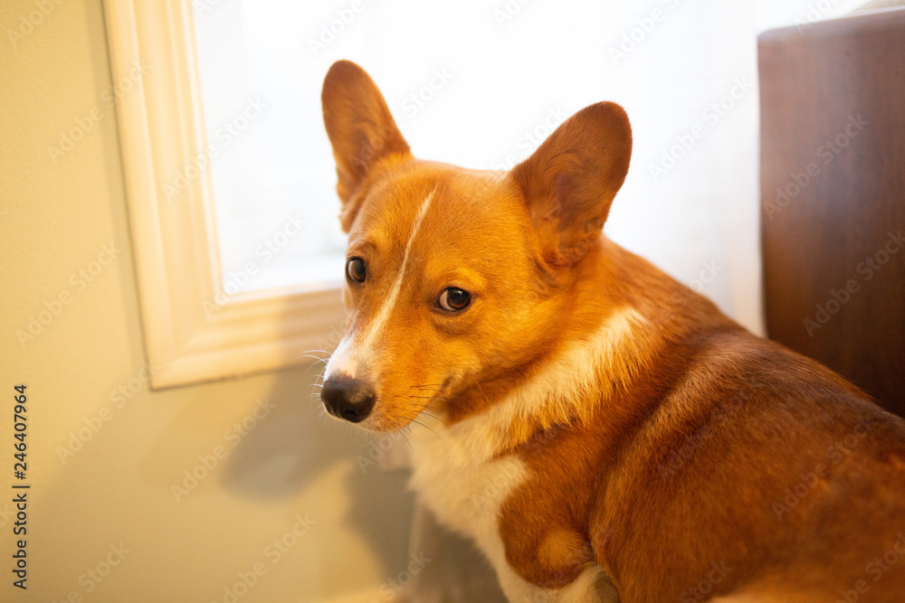 corgi dog