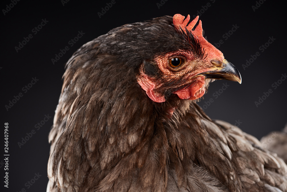close up of purebred brown hen isolated on black