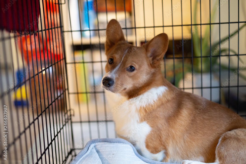 corgi dog