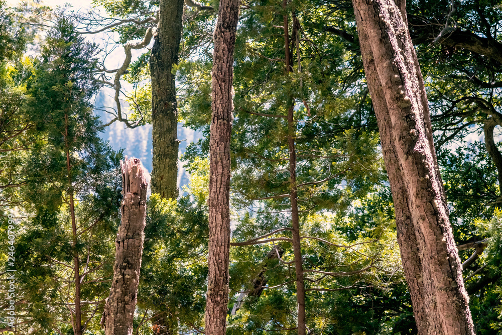 Fototapeta premium tree in the forest