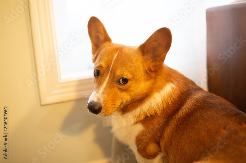 Obraz na płótnie corgi dog w salonie