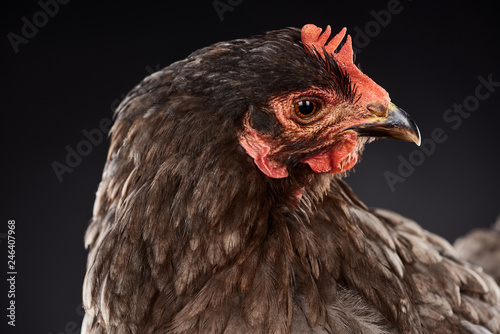 Wallpaper Mural close up of purebred brown hen isolated on black Torontodigital.ca