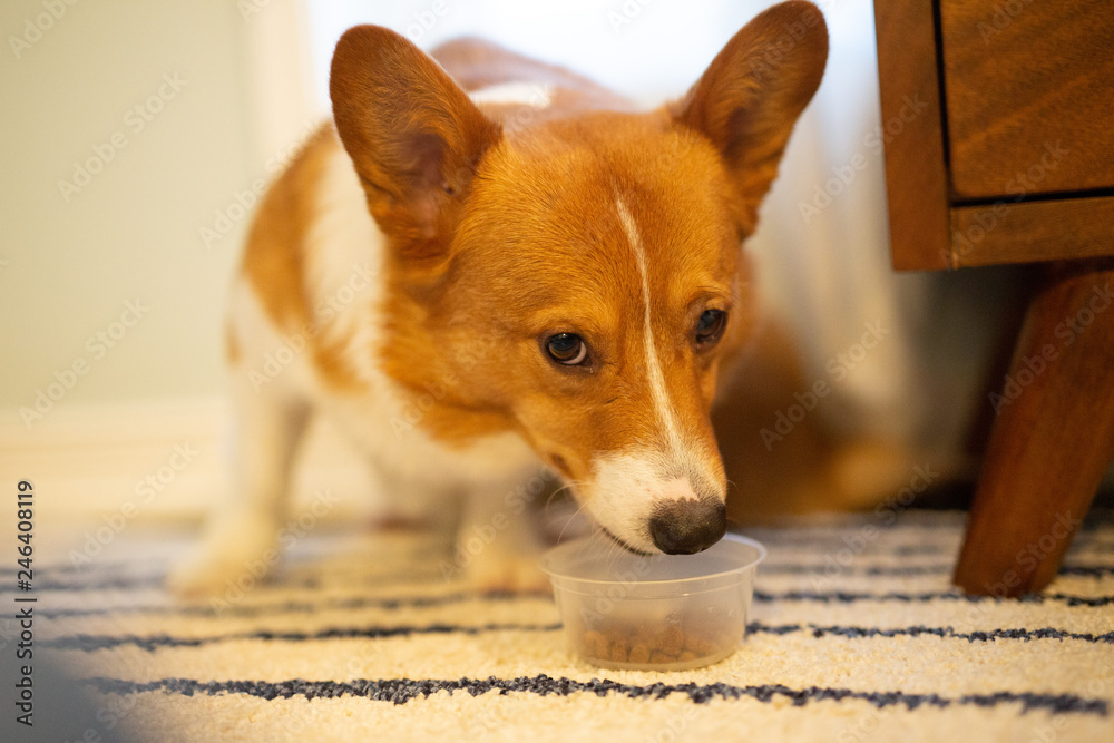 corgi dog