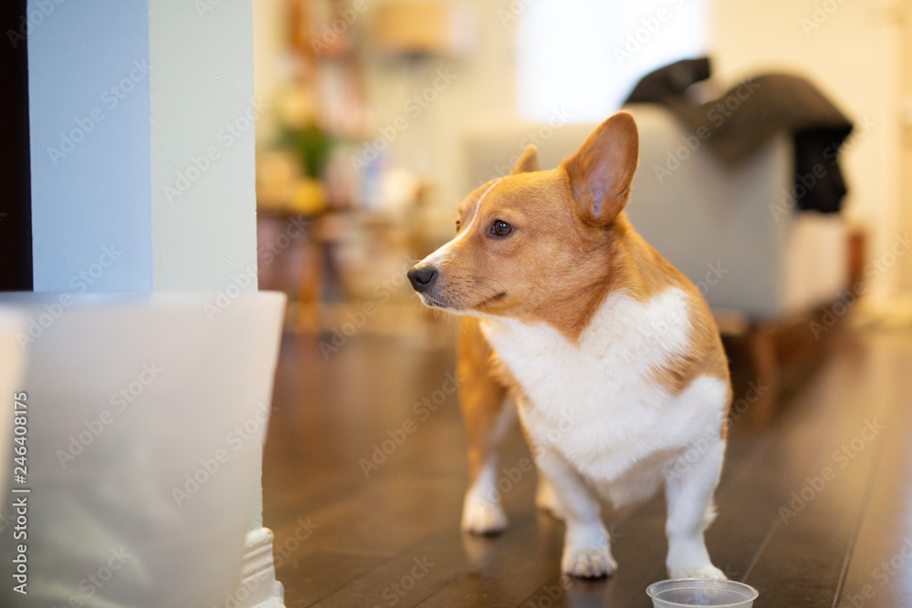 corgi dog