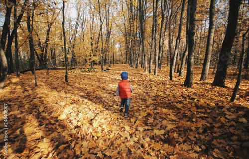 Little boy walking and playing in outdoor near autumnal forest. Caucasian child photographed from behind.