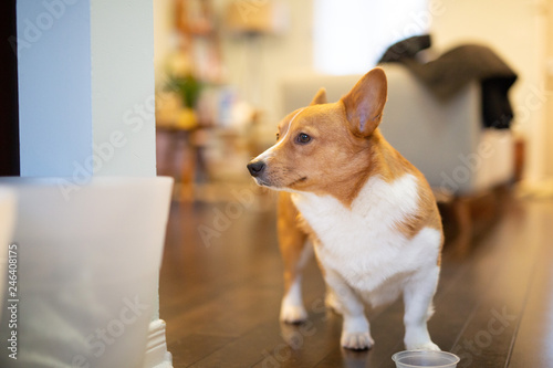 Obraz na płótnie corgi dog w salonie
