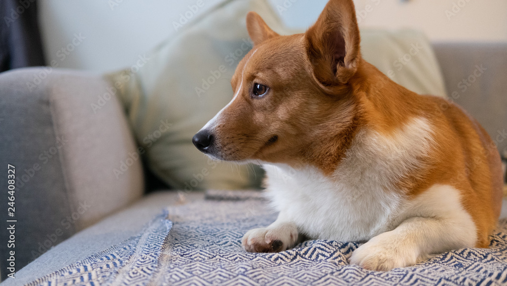 corgi dog