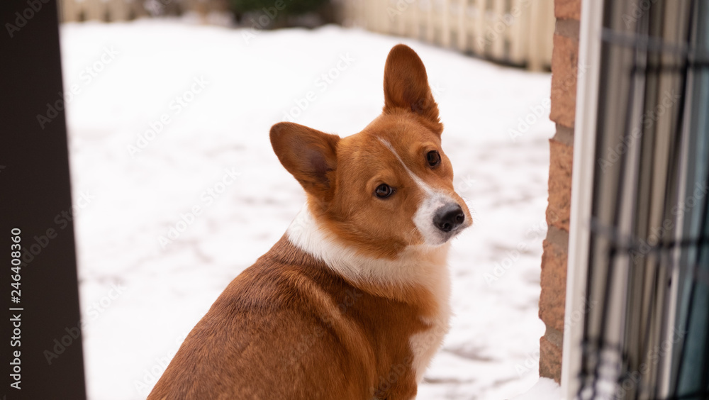 corgi dog