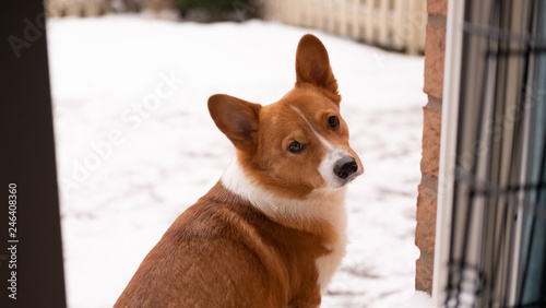 Obraz na płótnie corgi dog w salonie